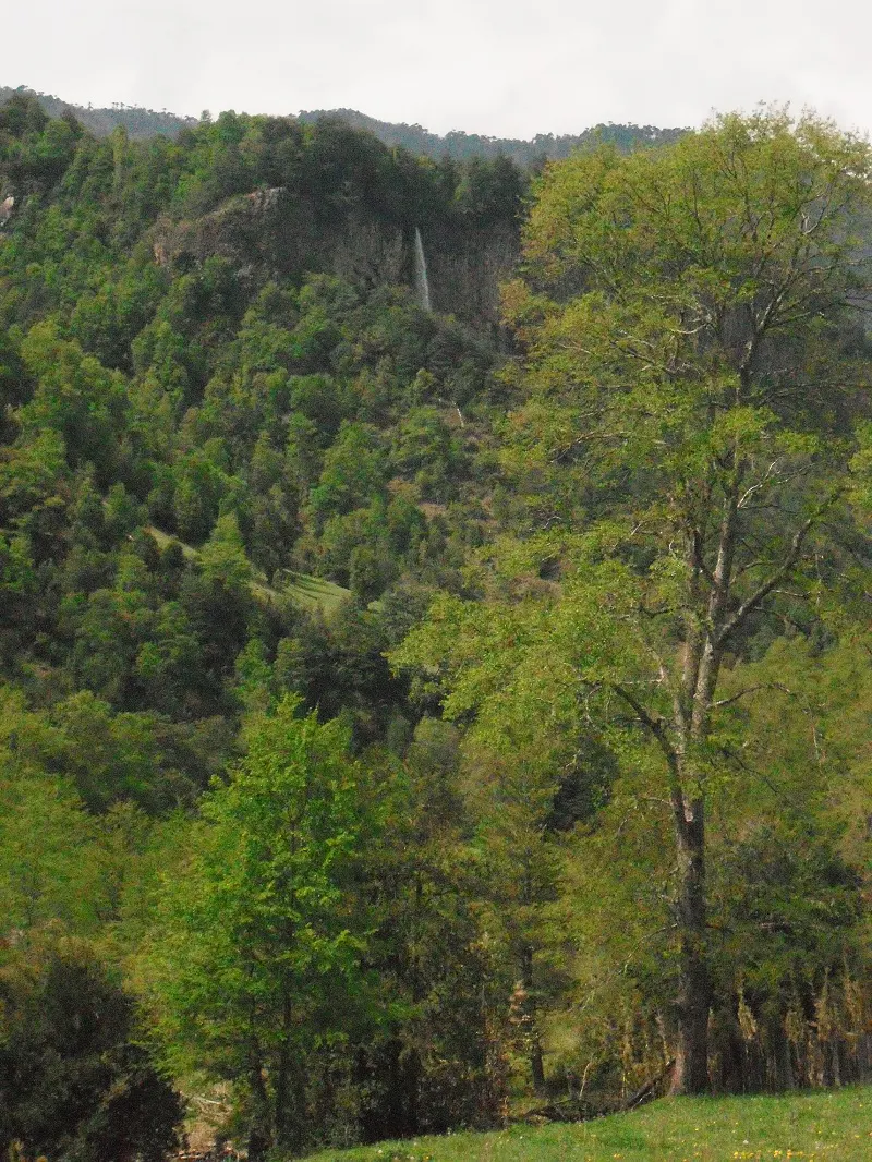 Lush green hillside with a distant waterfall. Trees fill the foreground and middle ground, creating a dense forest scene.