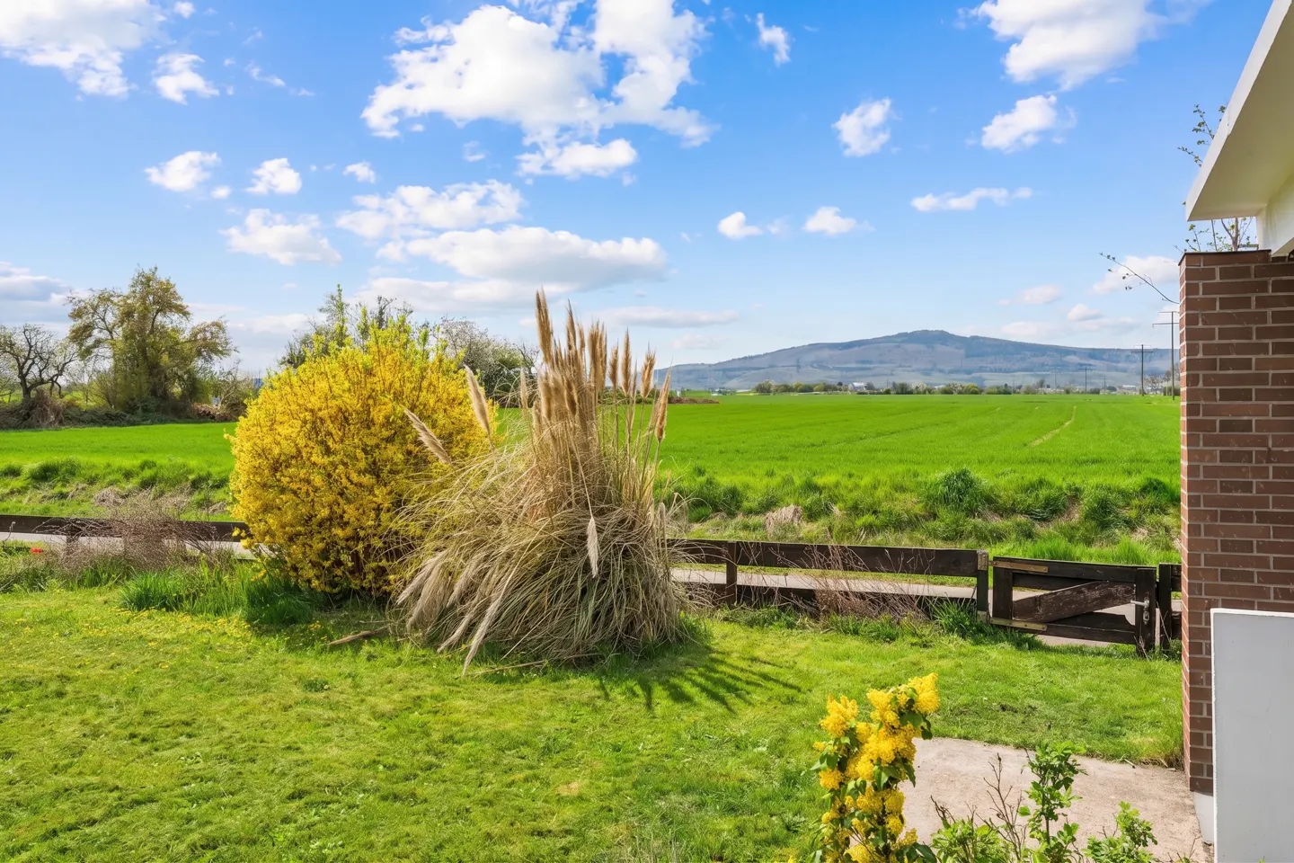 Lush green field view from a property, with yellow bushes, pampas grass, and a wooden fence under a blue sky with clouds.