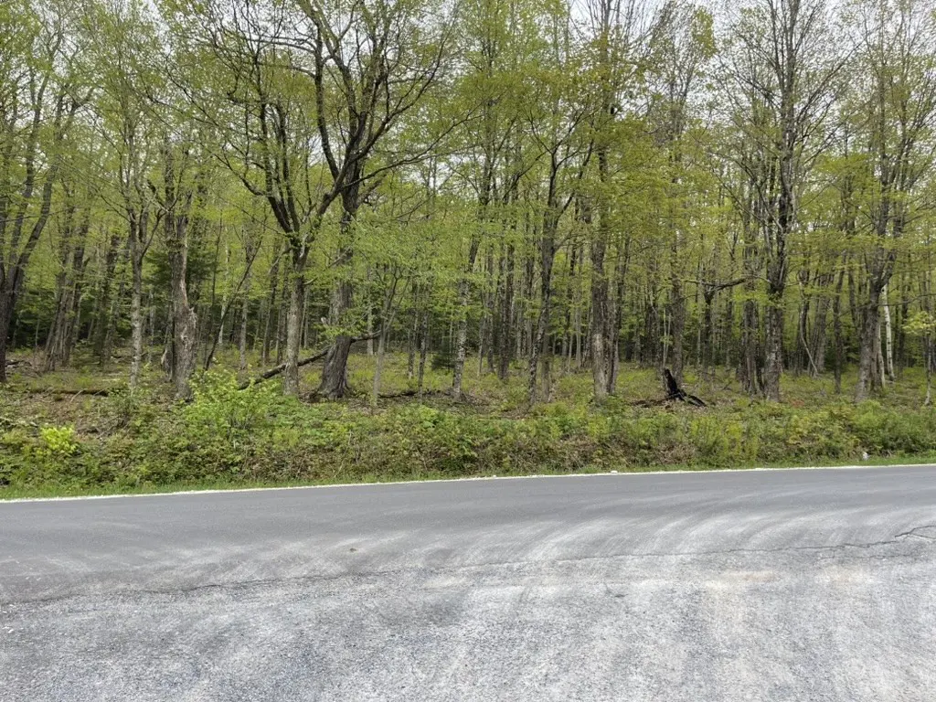 A gray asphalt road runs along a forest with trees with light green leaves.
