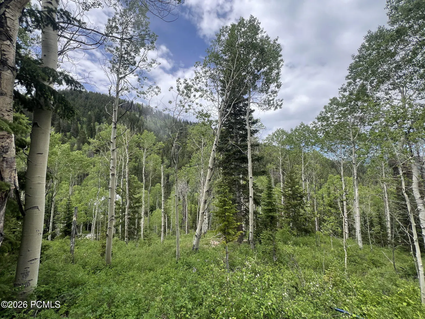 Lush green forest with tall, thin aspen trees and a mountain backdrop under a cloudy sky.