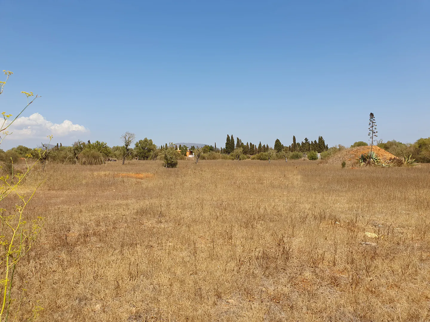 A wide, dry, golden-brown field under a clear blue sky, with distant trees and a small building on the horizon.