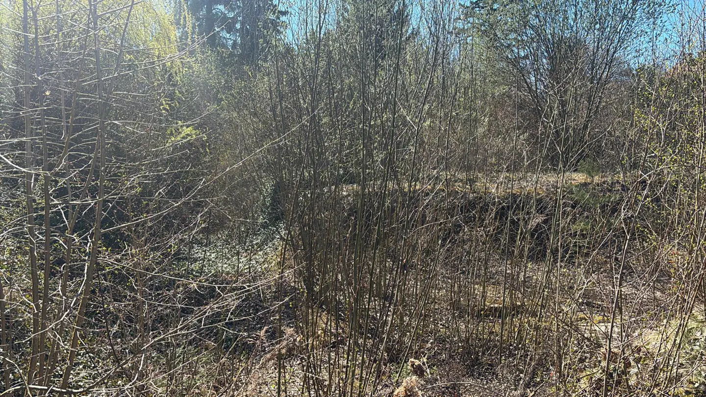 A sunny, wooded lot with bare trees and green ground cover.