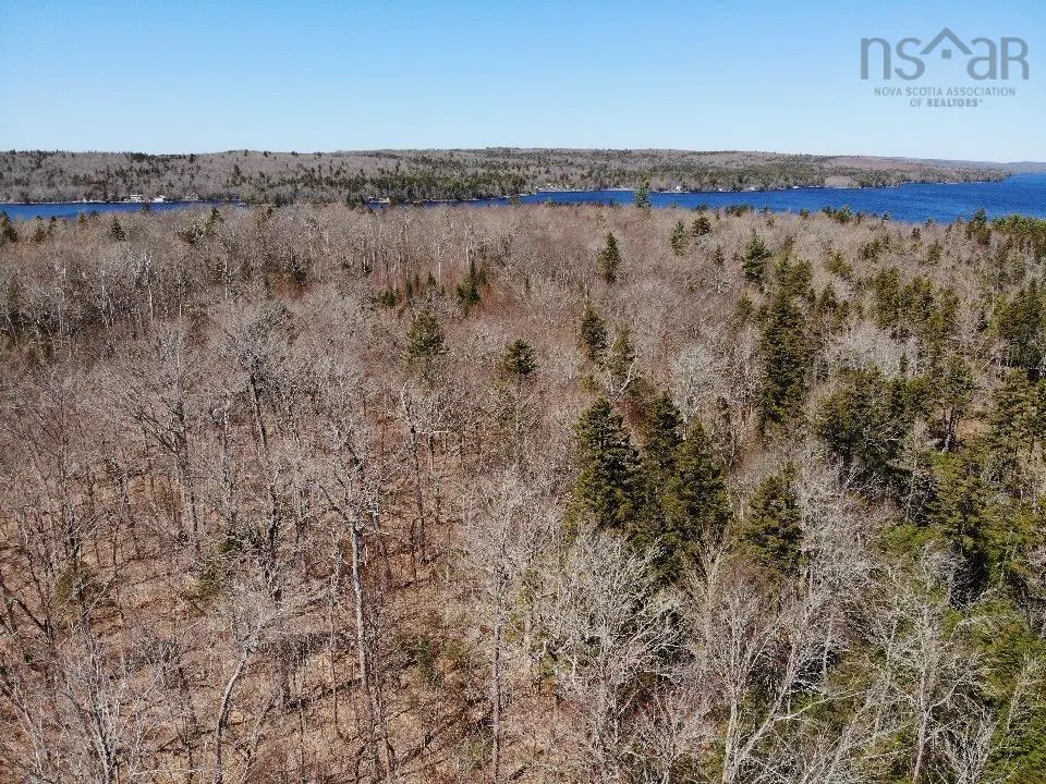 Aerial view of a forest with bare trees and some evergreens, a blue lake in the background, and a clear blue sky.