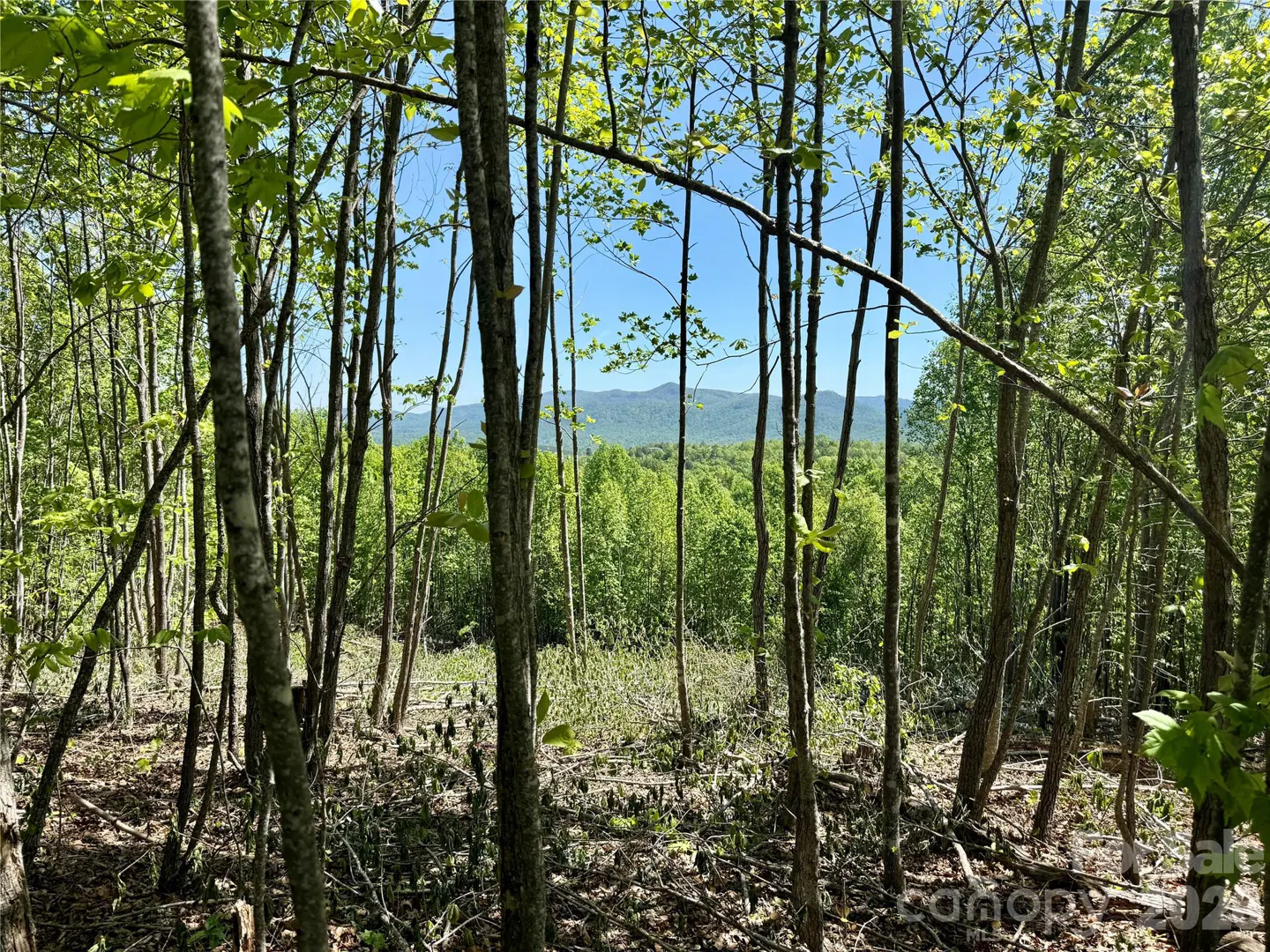 View of wooded land with young trees and mountain range in the distance under a blue sky.