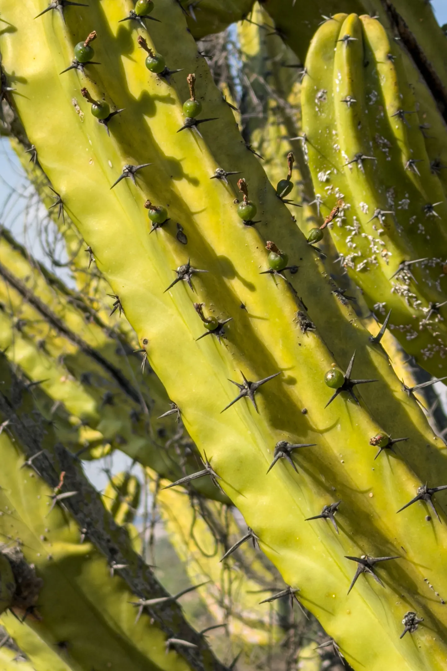 Close-up of a green cactus with sharp black spines and small green buds growing along its ridges.