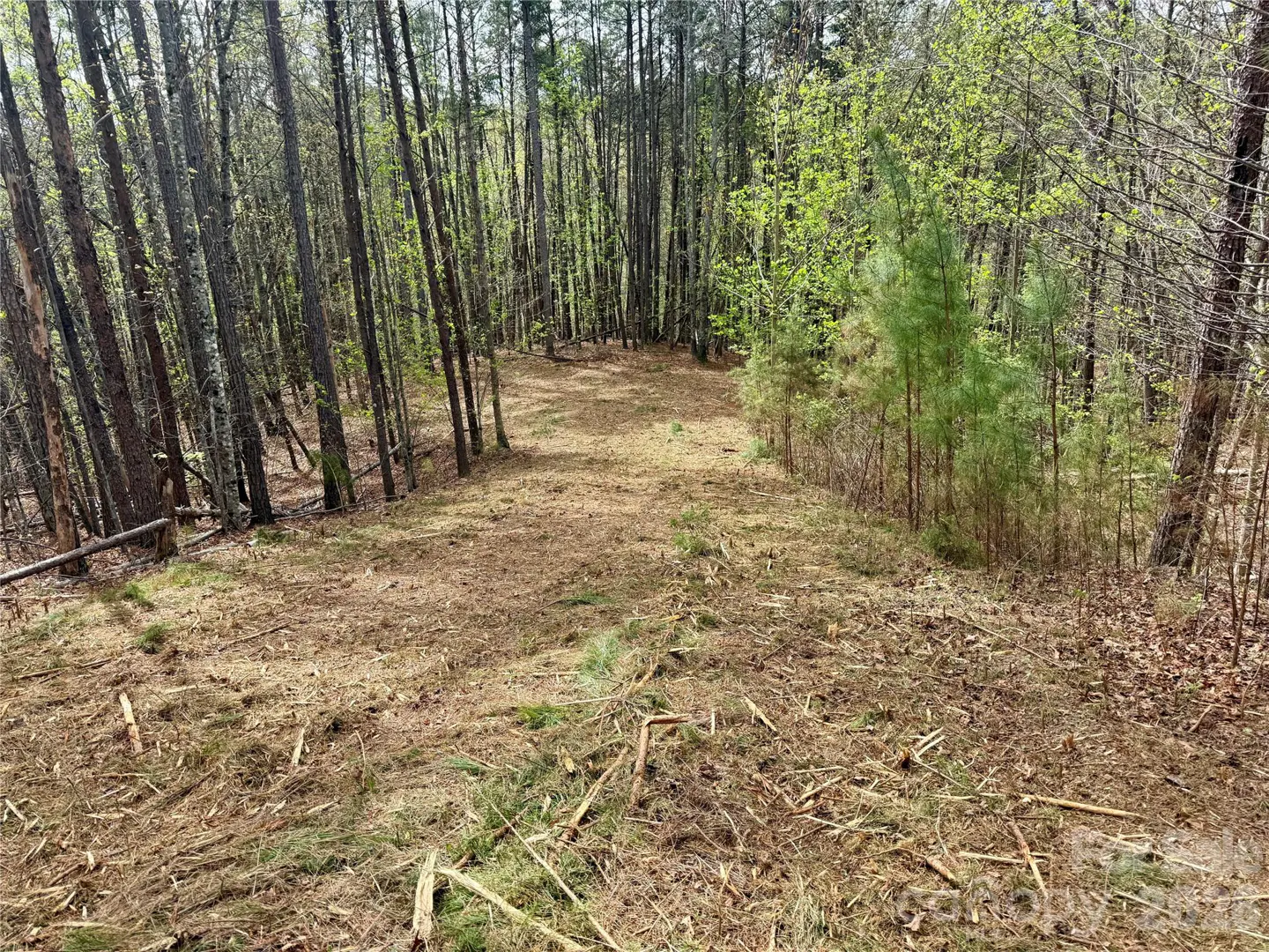 Land for sale showing a cleared lot surrounded by tall trees and brush.