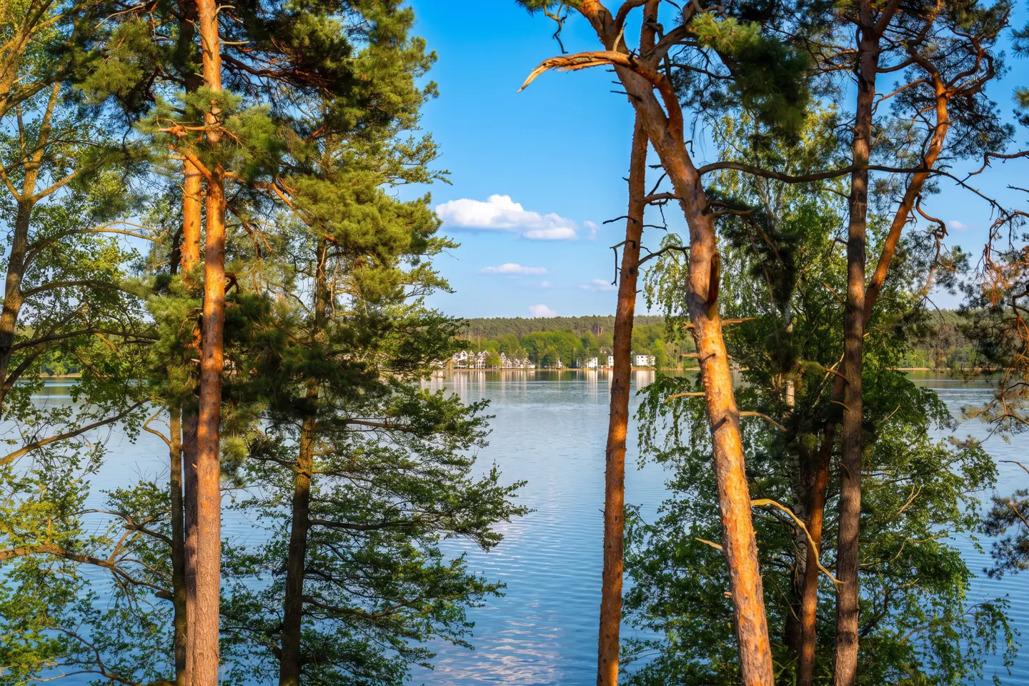 Lake view framed by tall pine trees under a blue sky. Distant houses are visible across the water.