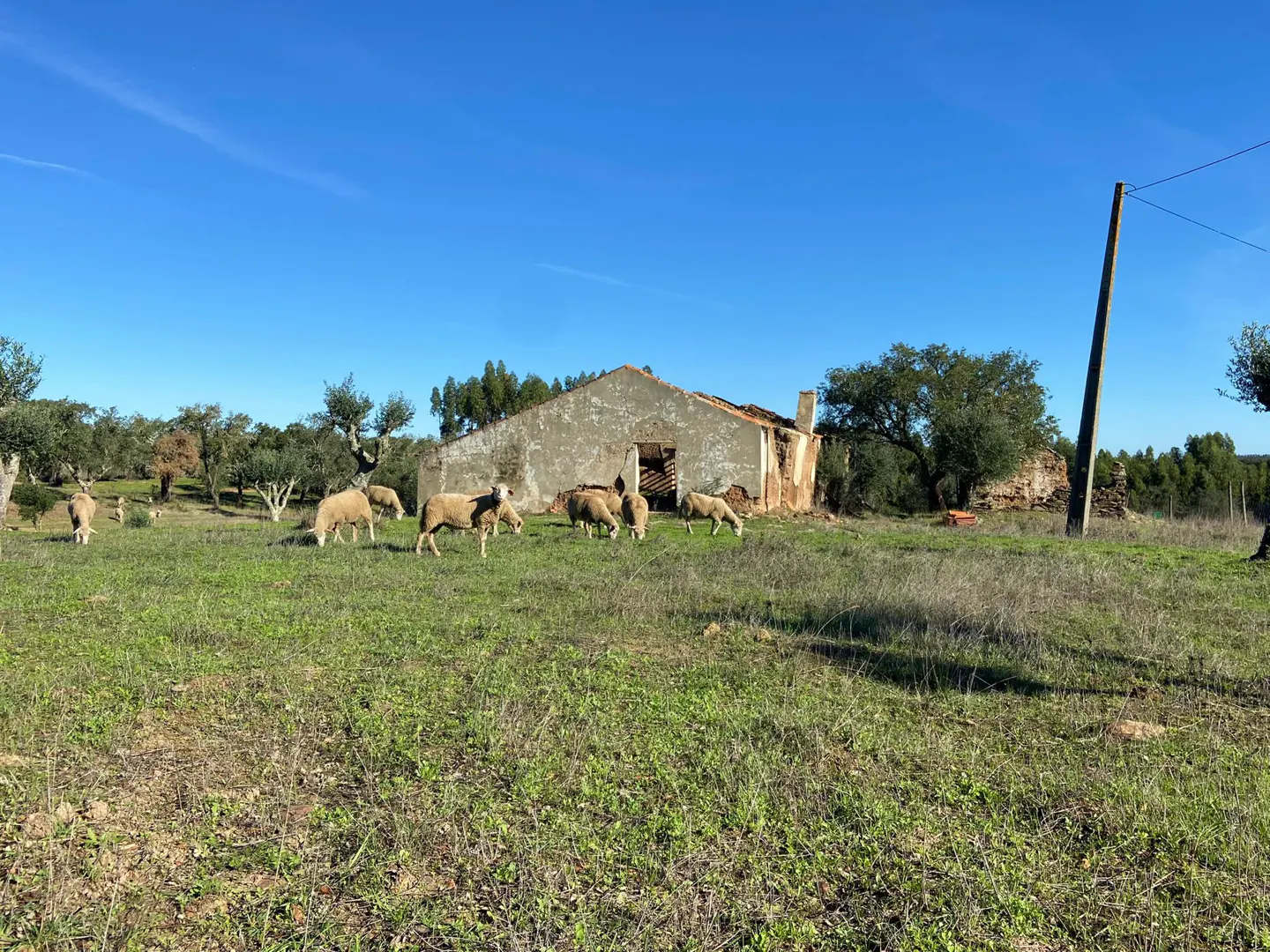 A flock of sheep grazes in a green field near a dilapidated white building under a clear blue sky.