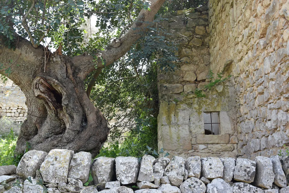 A stone building with a small window sits behind a stone wall and a large tree with a hole in its trunk.
