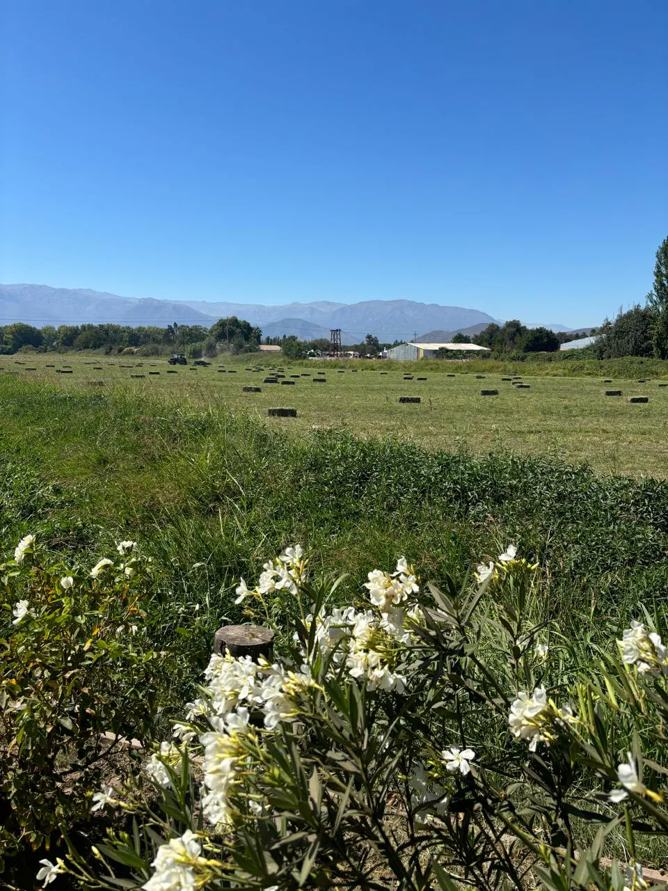 Scenic view of a green field with hay bales under a blue sky, mountains in the distance, and white flowers in the foreground.