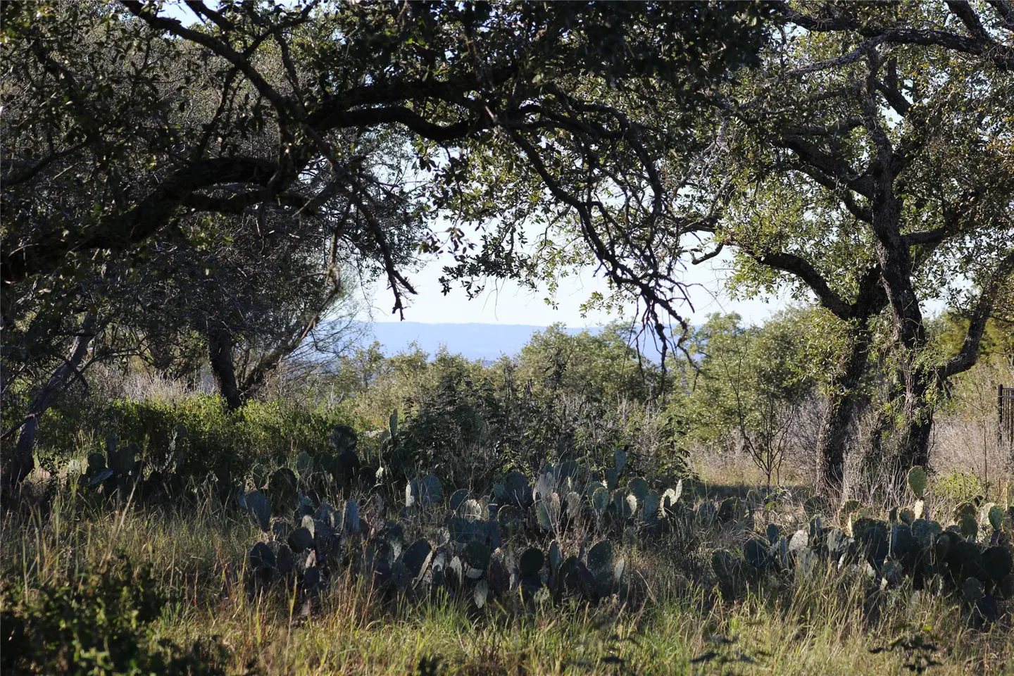 Landscape view of a field with cacti and trees, with a blue horizon in the distance.