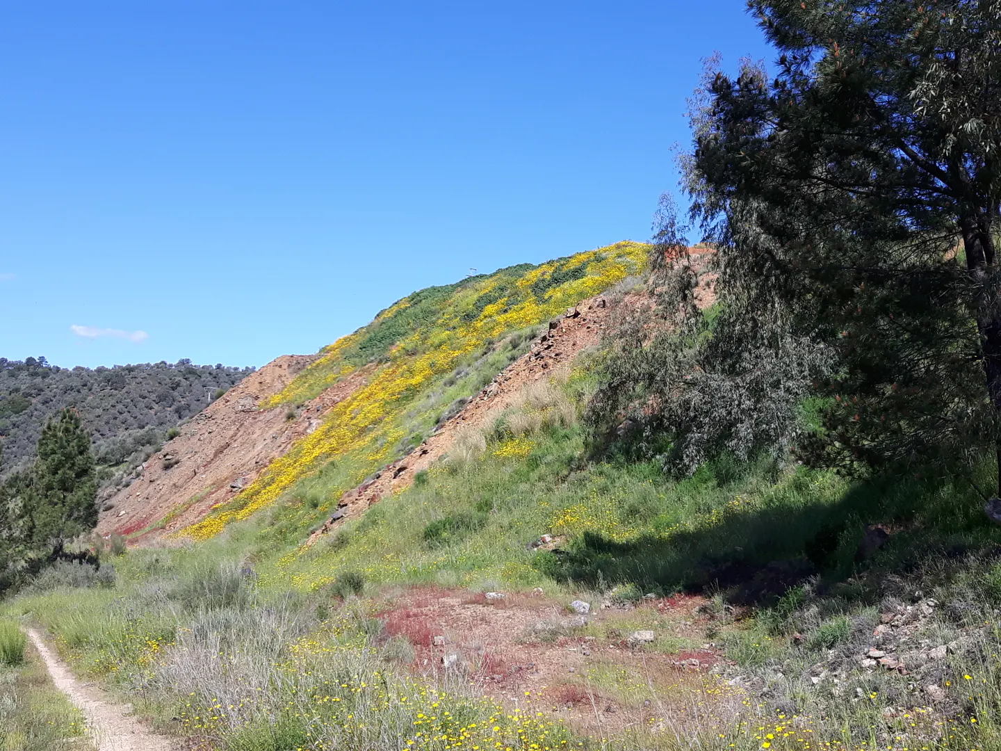 A dirt path leads toward a hillside covered in vibrant yellow wildflowers and green grass under a clear blue sky.