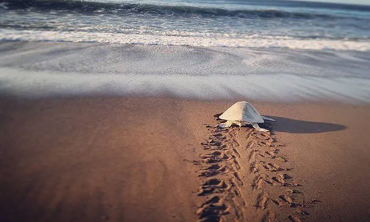 A white turtle on a sandy beach, leaving tracks towards the ocean waves.