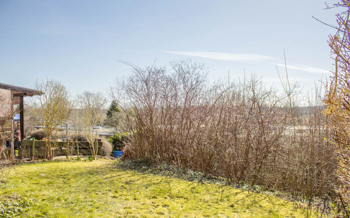 A view of a grassy backyard with bare bushes and a wooden fence under a blue sky.