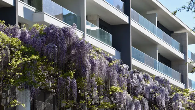 Modern apartment building with glass balconies, partially obscured by cascading purple wisteria flowers.
