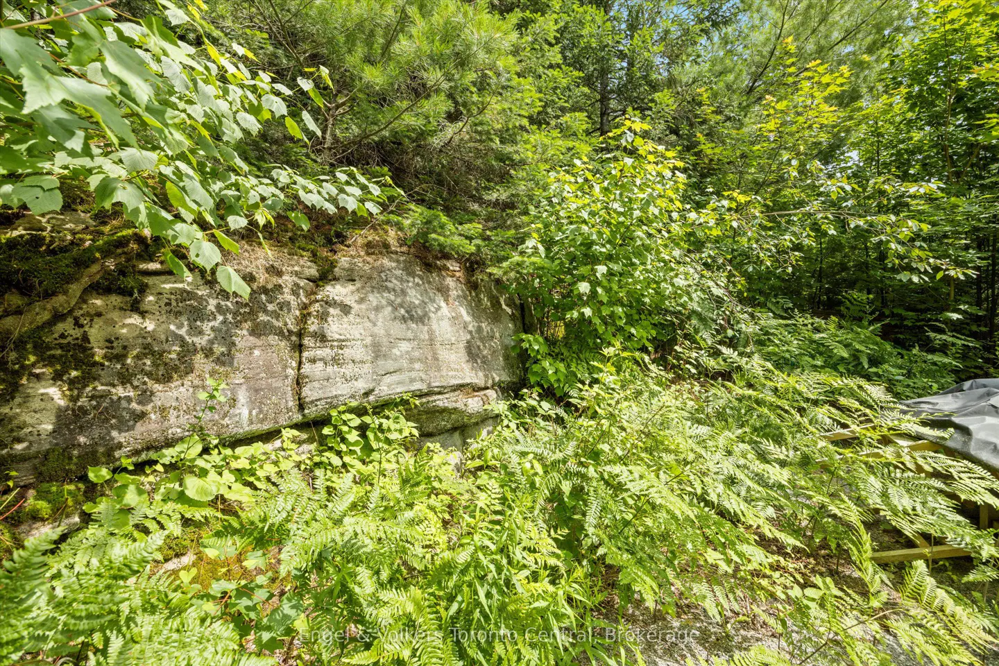 Lush green ferns and foliage cover a rocky hillside with trees in the background.