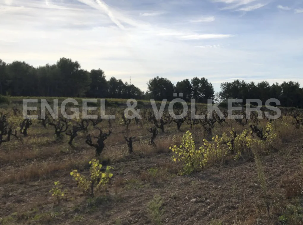 Productive and high-yielding white wine vineyards