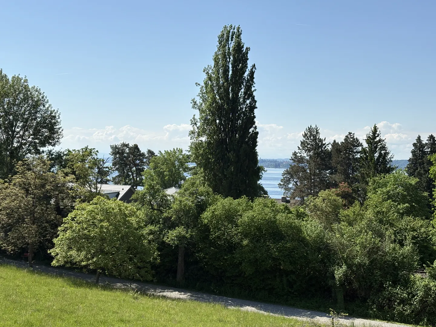 Scenic view of lush green trees, a glimpse of a lake, and a clear blue sky.