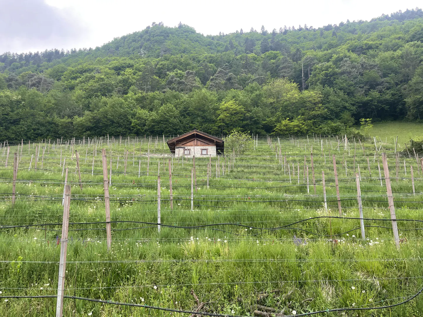A small stone house sits in a vineyard with a green, forested hill in the background.