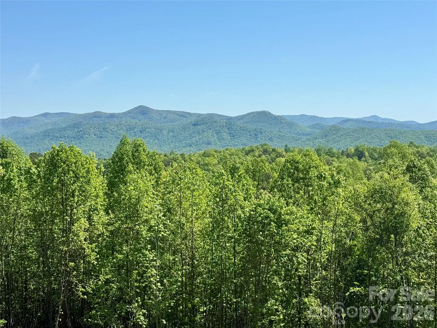Scenic view of lush green treetops under a clear blue sky, with distant mountain range.