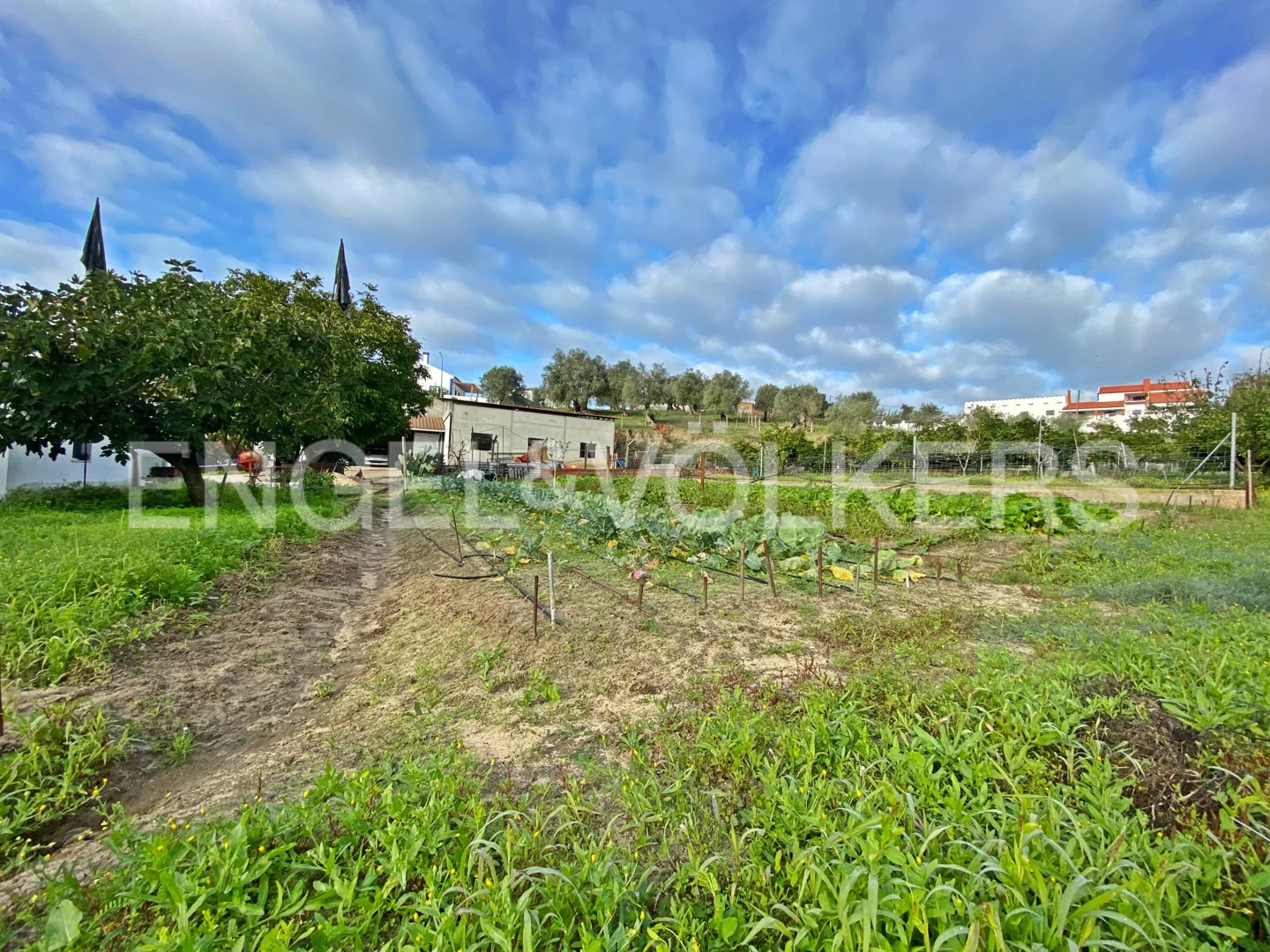 INVESTMENT: Allotment in Alcácer do Sal