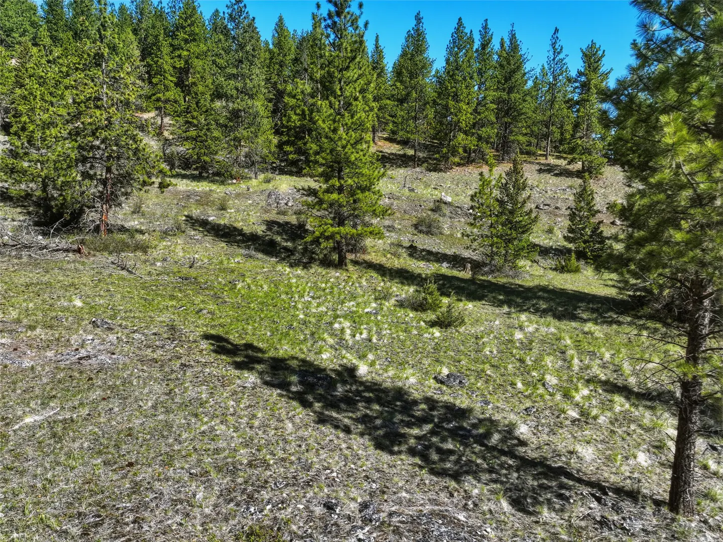 Hilly land with sparse green grass and tall pine trees under a blue sky. Tree shadows stretch across the ground.