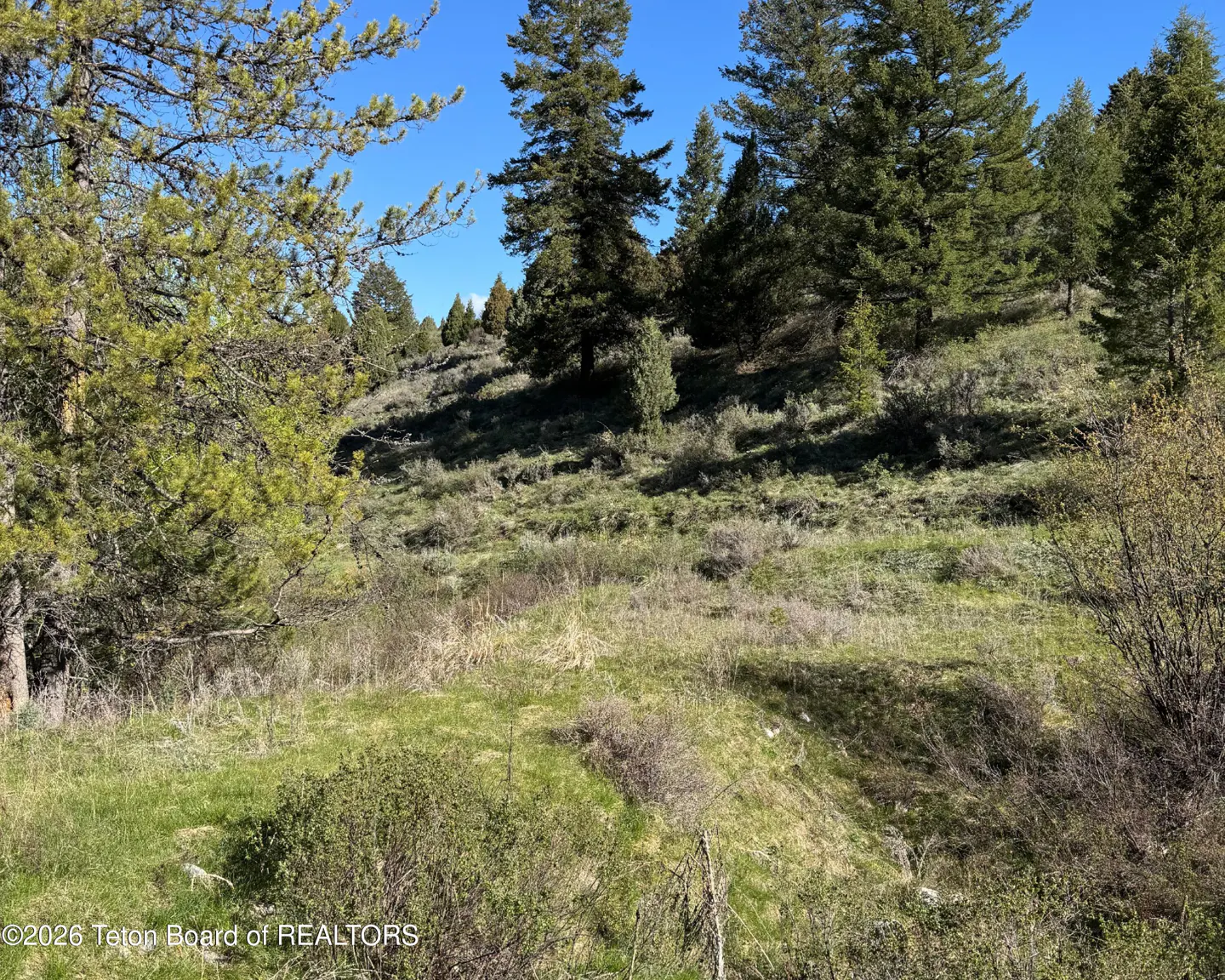 A grassy, sloping hillside with scattered pine trees and shrubs under a clear blue sky.