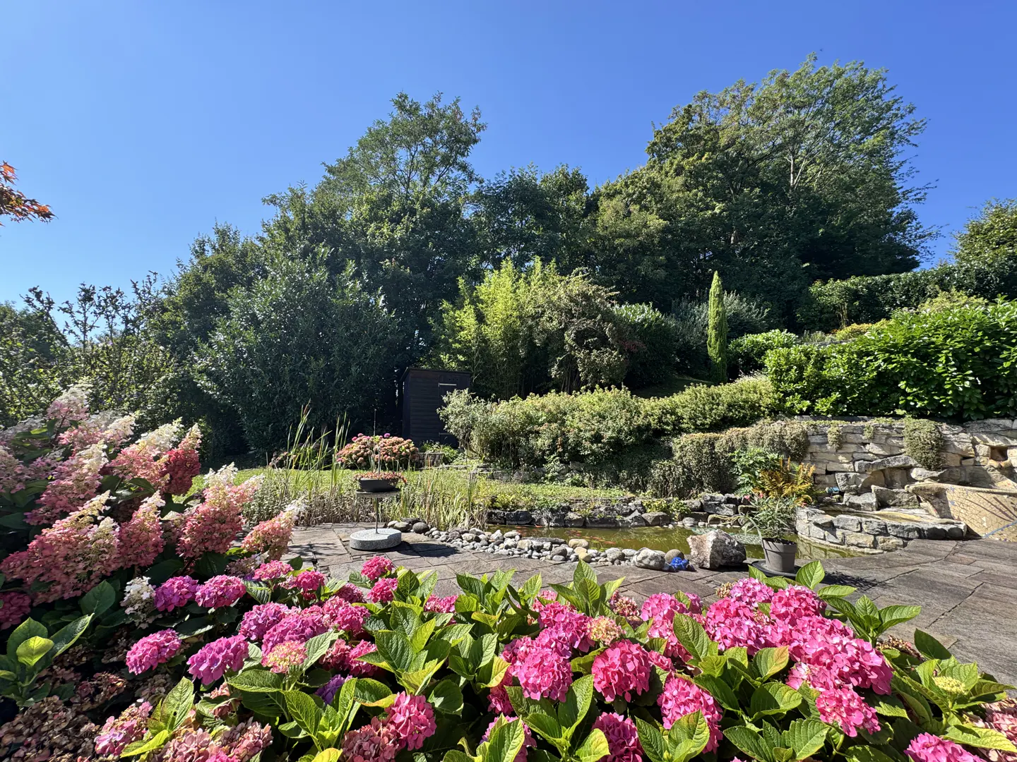 A lush garden with pink hydrangeas, a pond, and a stone waterfall under a clear blue sky.