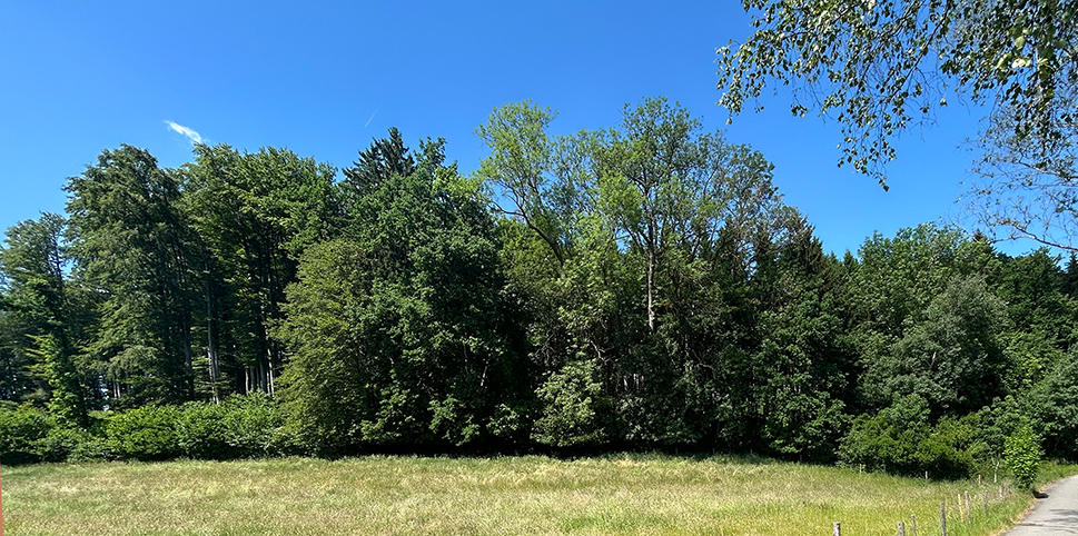 Waldfläche in Warthausen, Birkenhard