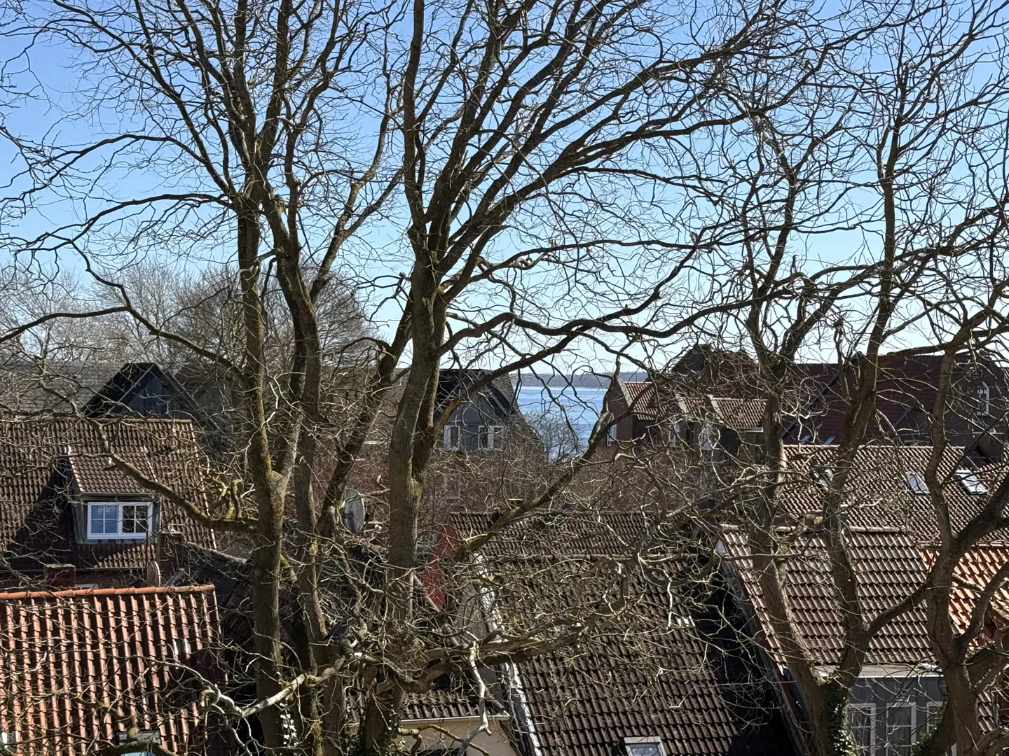 View of rooftops and bare trees against a blue sky, with a glimpse of water in the distance.