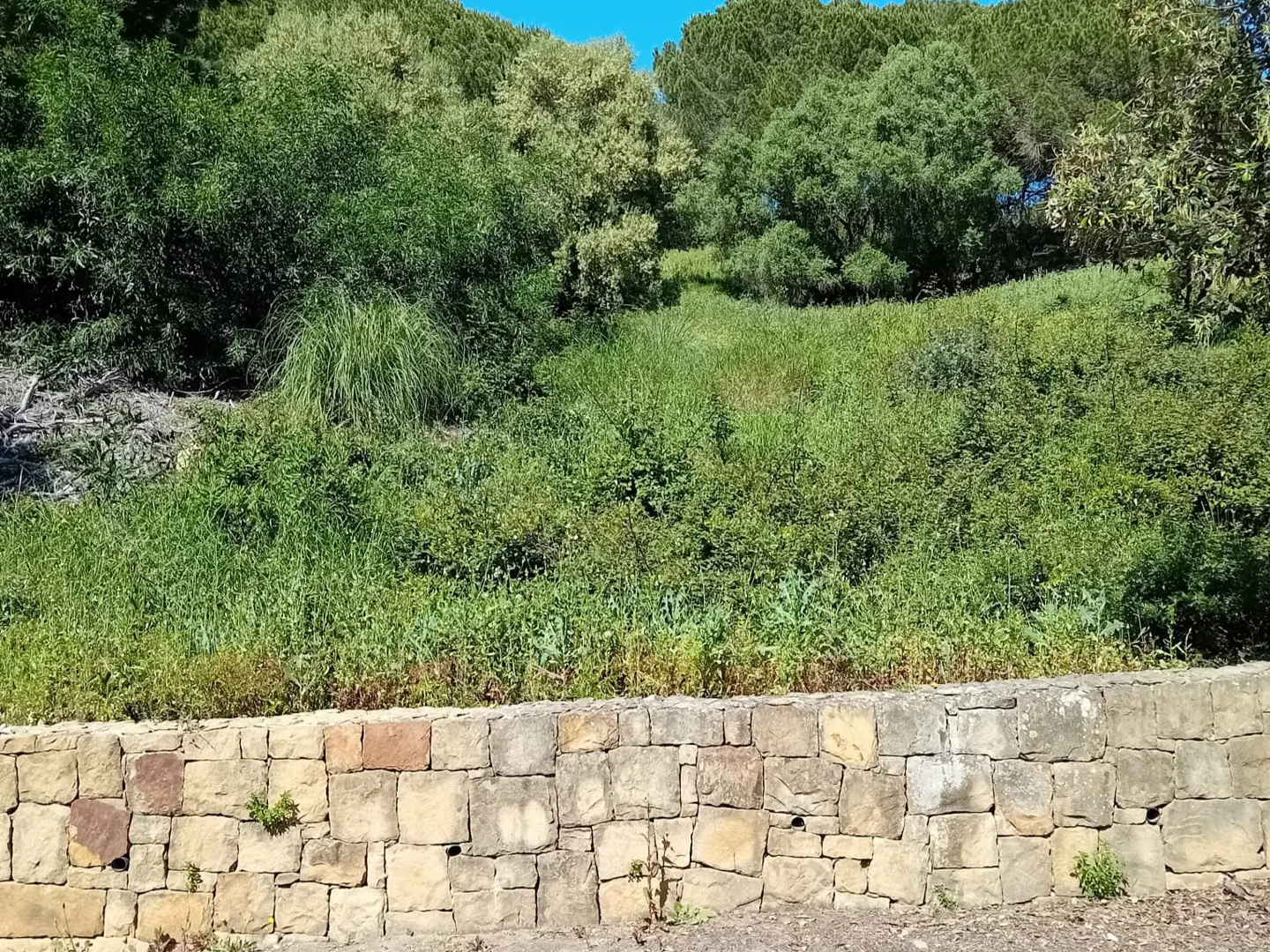 A stone wall borders a grassy, overgrown lot with trees in the background under a blue sky.