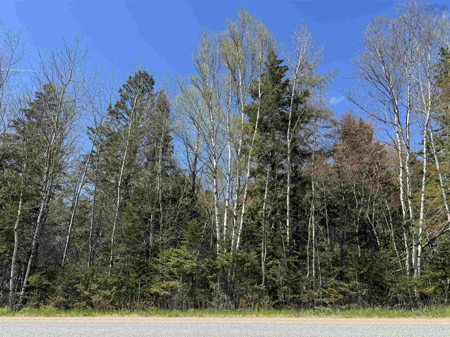 A wooded lot with tall trees, some birch, under a blue sky.