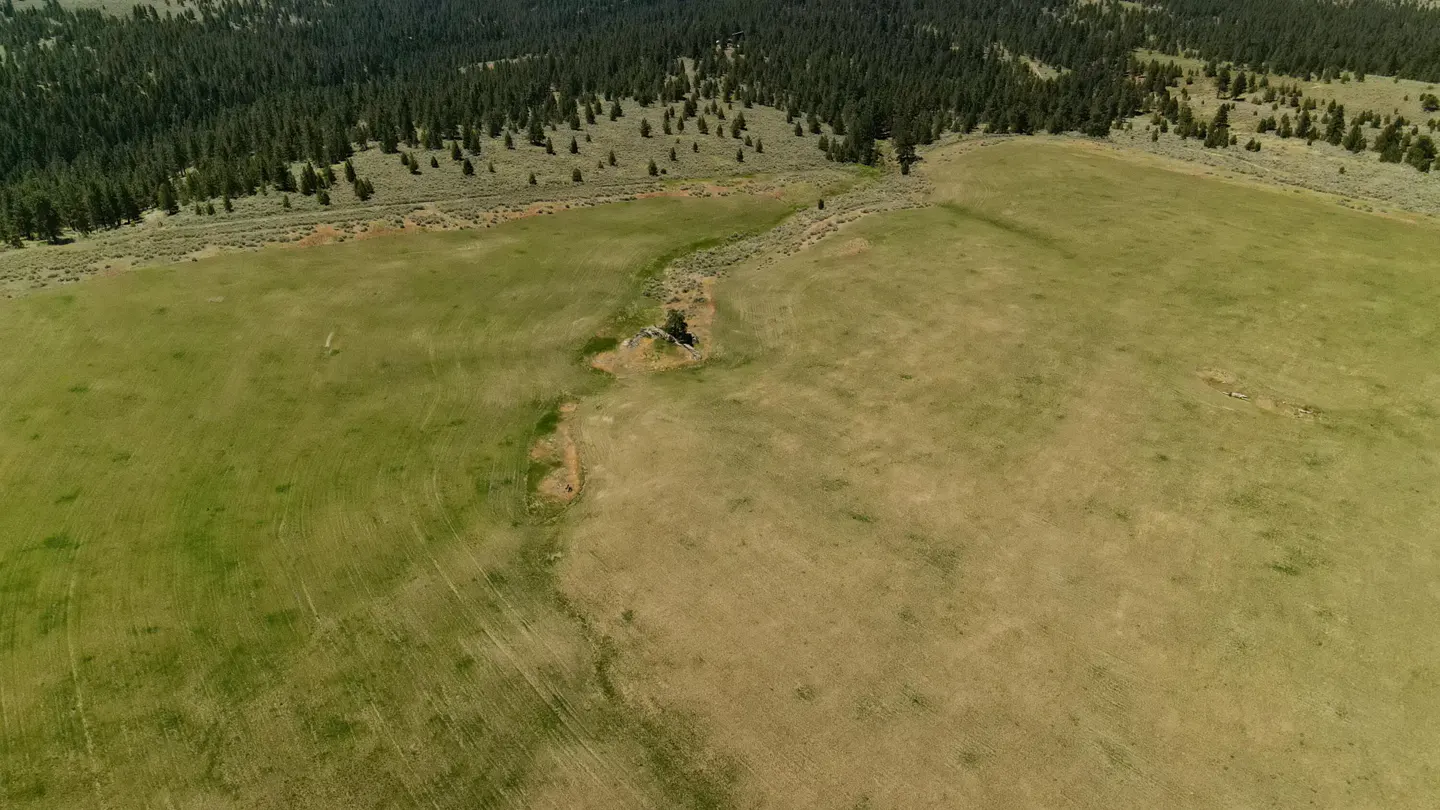 Aerial view of a green and brown field bordered by a dark green forest.