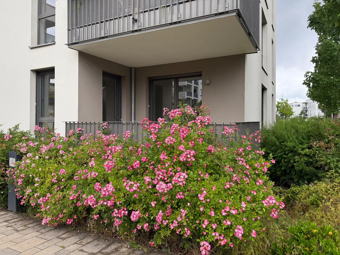 A large, vibrant bush of pink flowers in front of a modern apartment building with a balcony and paved walkway.