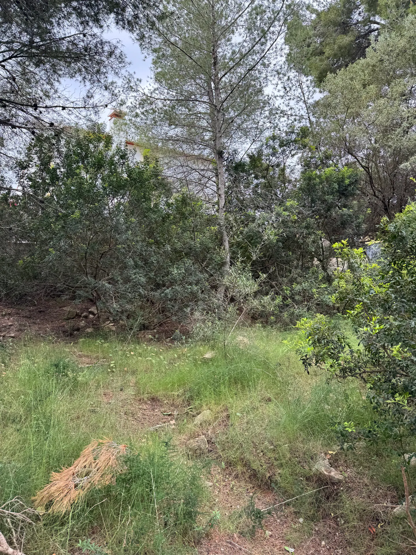 Overgrown lot with green grass, shrubs, and trees. A white building is visible in the background.