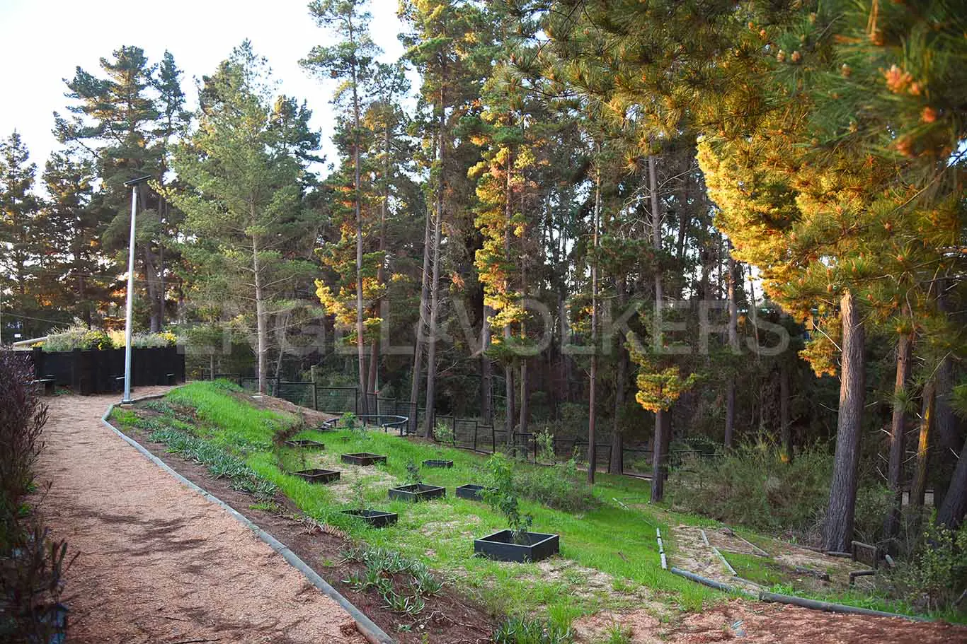 A scenic view of a park with tall trees, a dirt path, and green grass. Black planters are on the hillside.