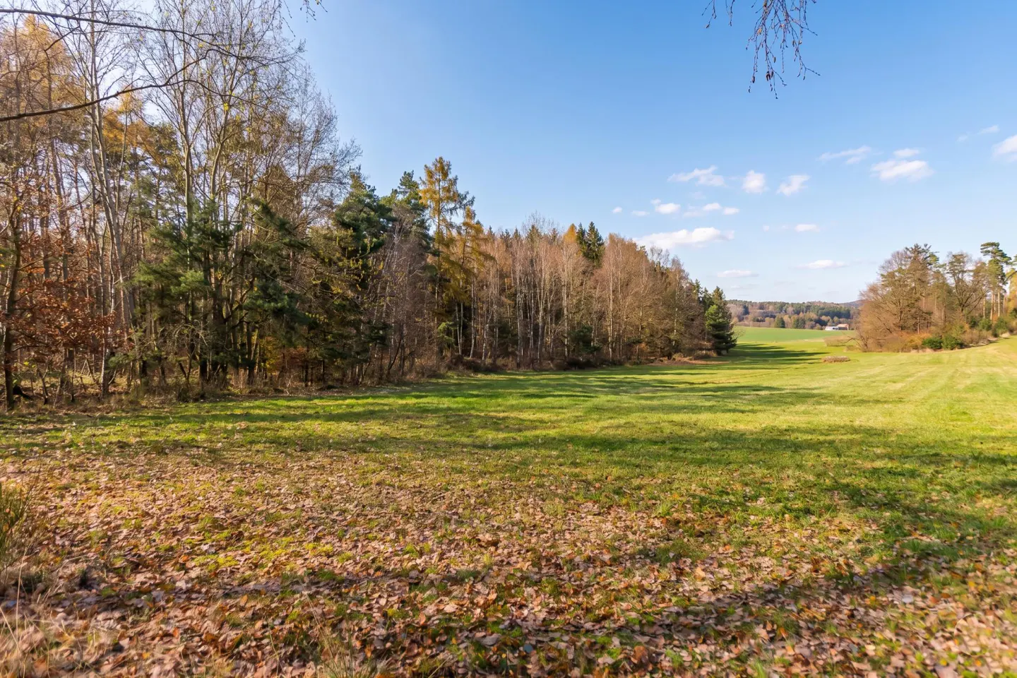 A sunny meadow with green grass and fallen leaves, bordered by trees under a blue sky.
