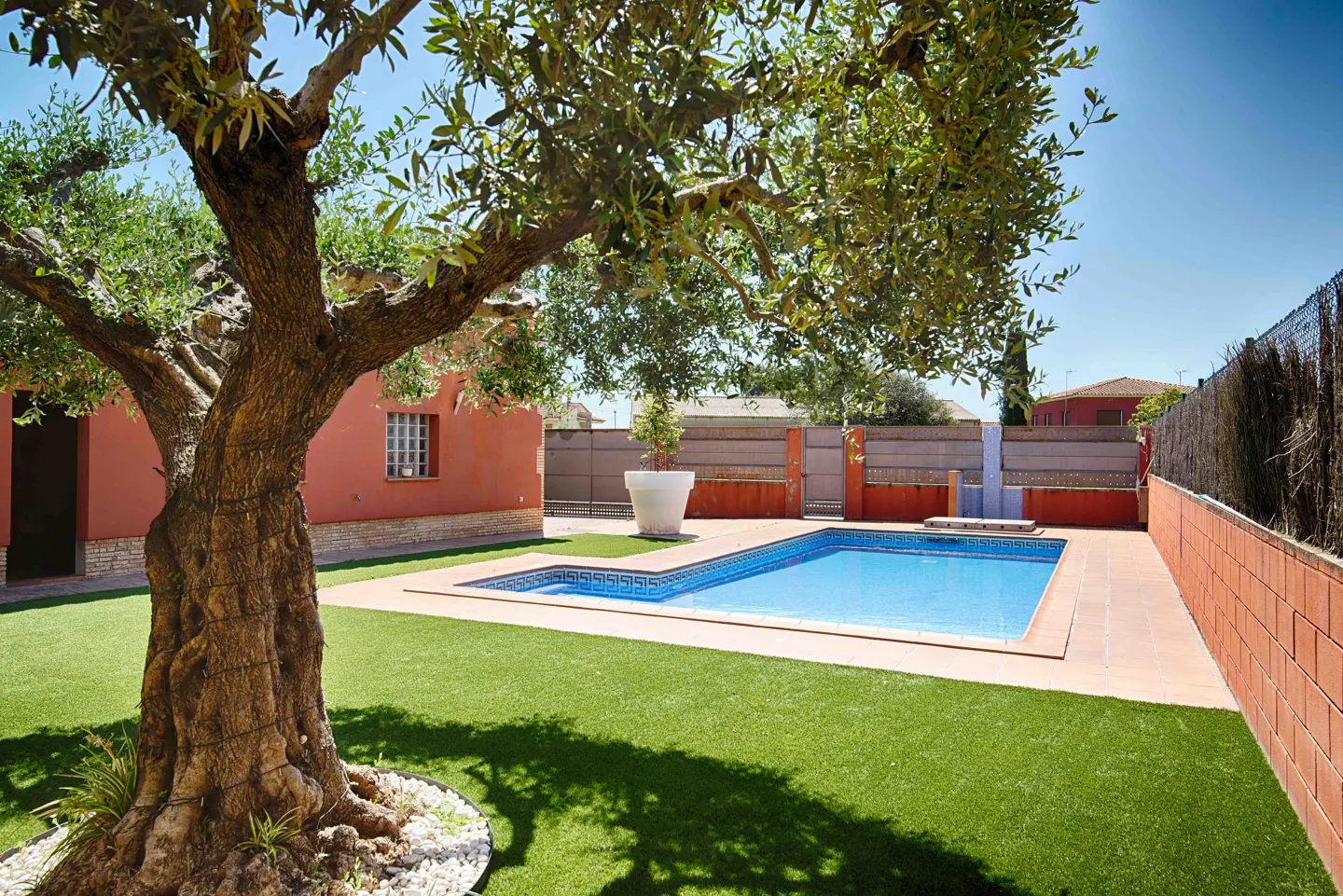 A large olive tree stands in a green lawn beside a rectangular blue swimming pool next to a red house on a sunny day.