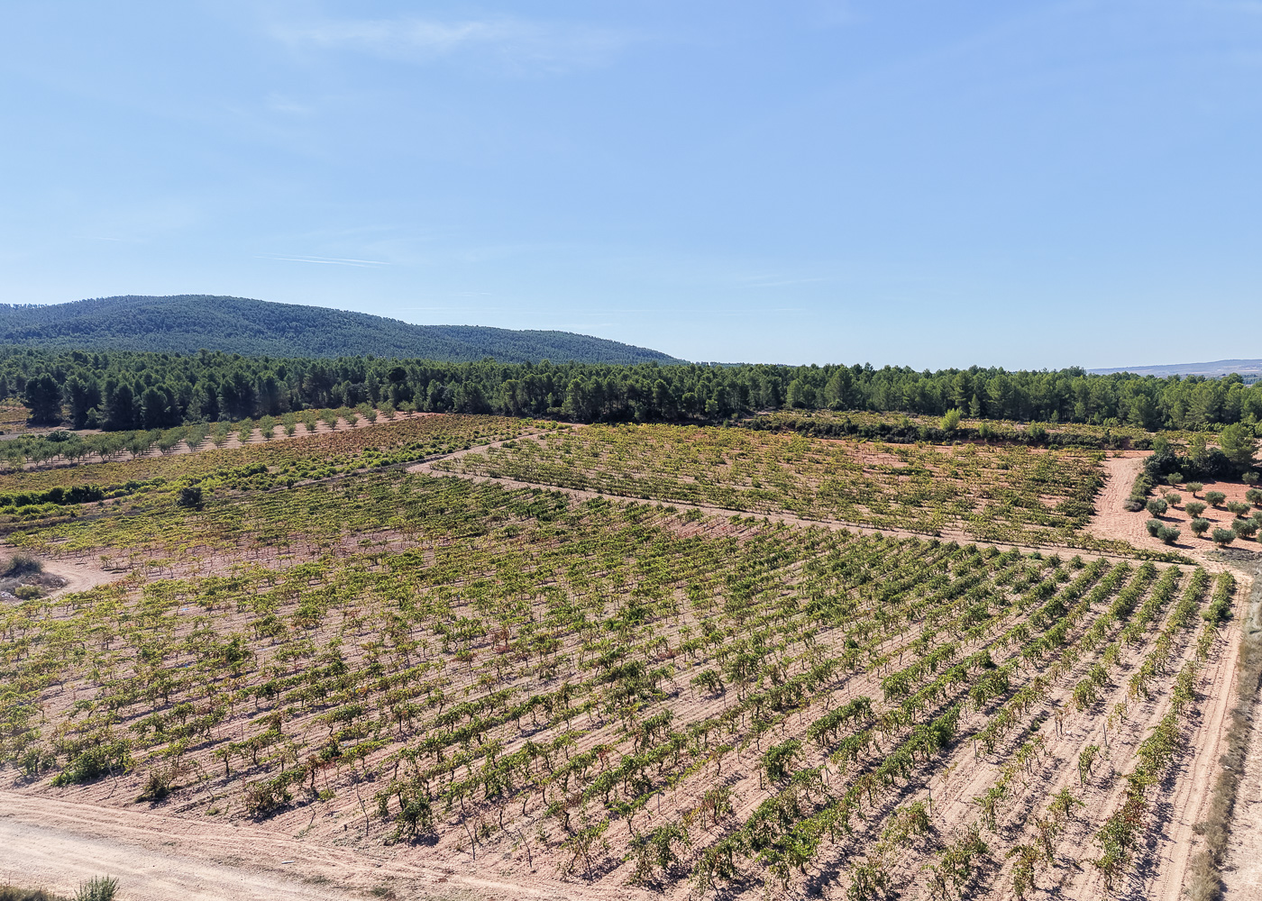 Viñedos | El origen de un proyecto vitivinícola con identidad propia.