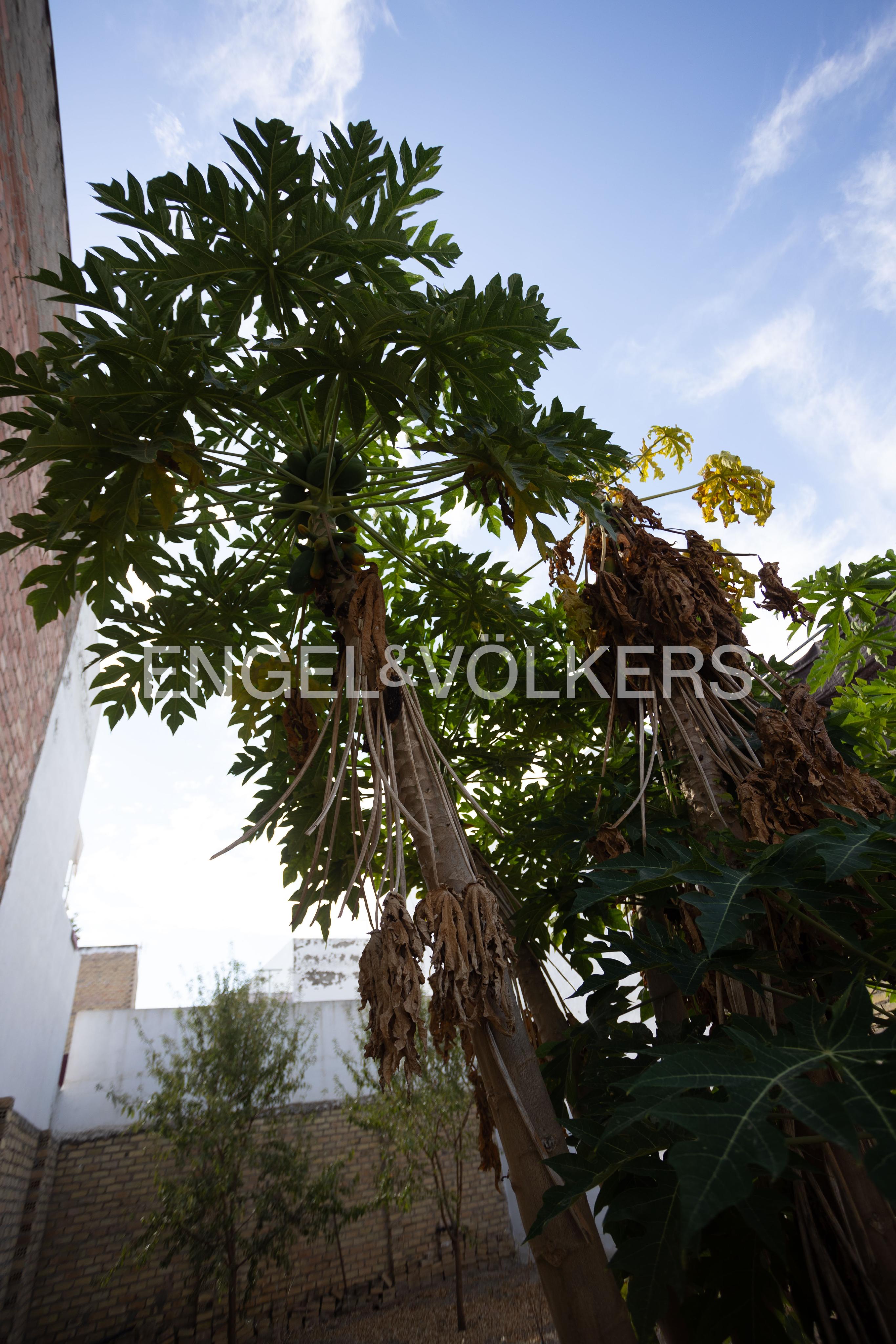 Exclusive urban plot with great development potential in “La Nana,” Los Palacios y Villafranca