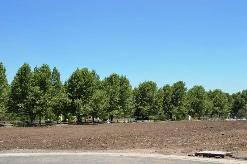 Vacant lot with brown soil and a row of green trees under a clear blue sky.