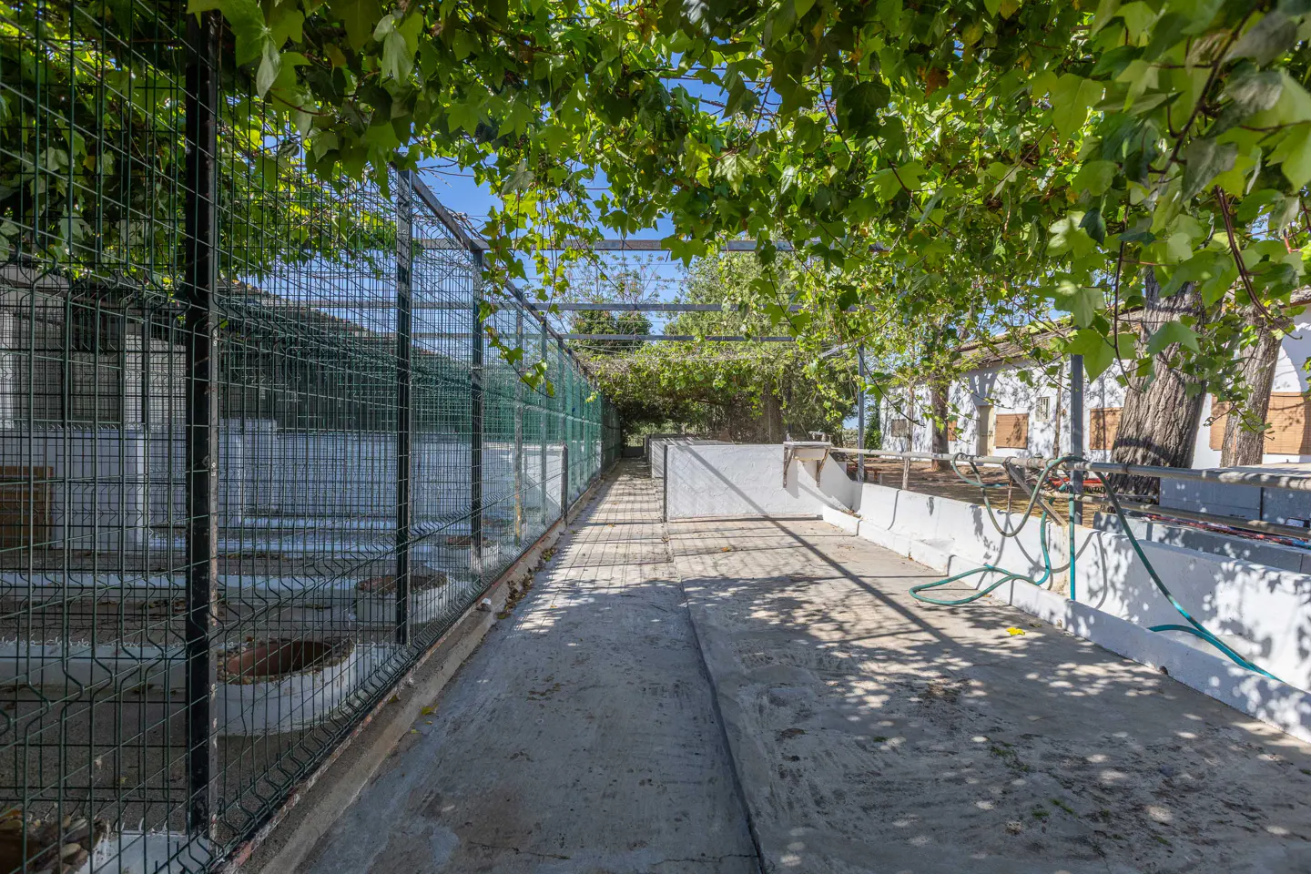 Outdoor kennel area with green wire fencing, concrete floor, and leafy vine canopy.