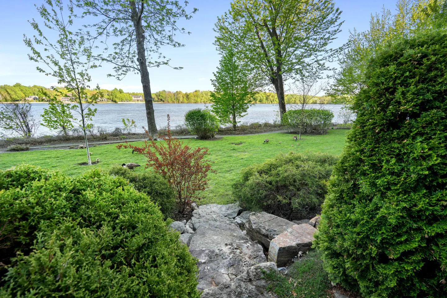 Lush green lawn with trees, bushes, and a stone path leading to a lake under a blue sky. Geese are on the grass.