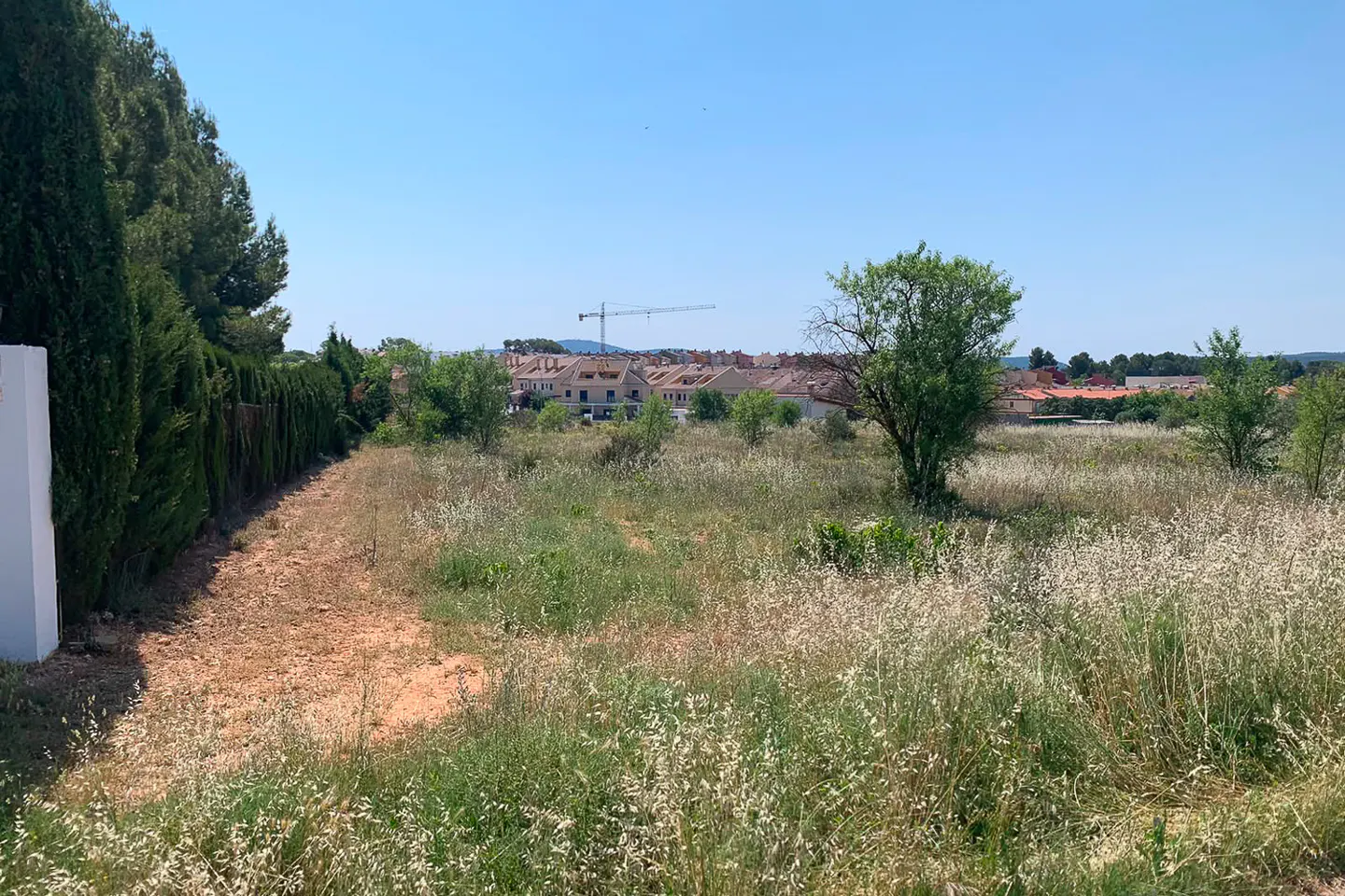 A vacant, grassy lot with scattered trees, bordered by a tall hedge, with a residential neighborhood in the background.