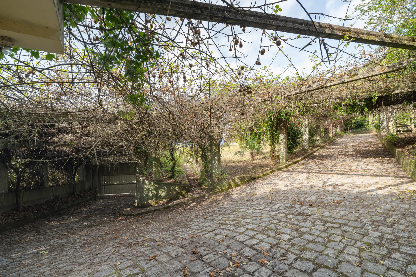 Stone pathway with a pergola covered in vines and kiwis.