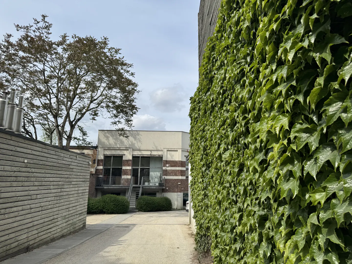 Exterior view of a building with a wall covered in green ivy, a tree, and a building in the background.