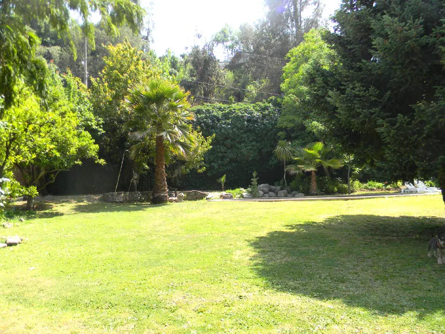 Lush green lawn with palm trees and various trees in the background. Sunlight filters through the leaves.
