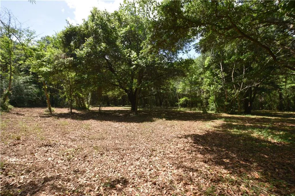 A vacant lot covered in brown leaves, surrounded by green trees under a blue sky.