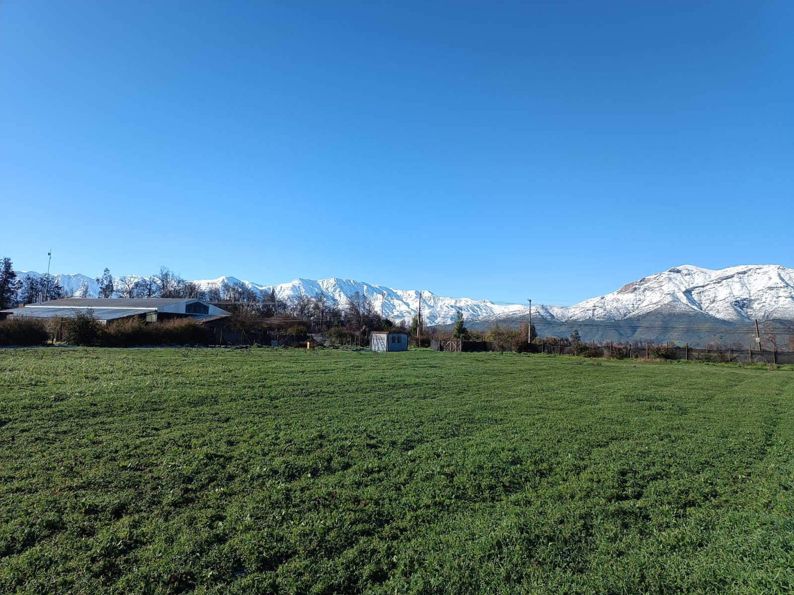 A vast green field under a clear blue sky, with a small building and snow-capped mountains in the background.