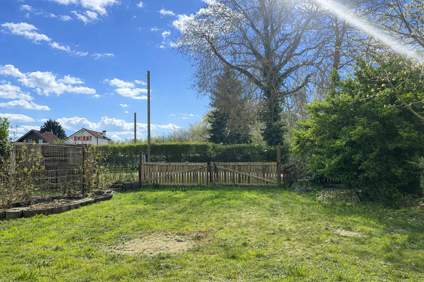 A sunny backyard with a wooden gate, green grass, and trees under a blue sky with white clouds.